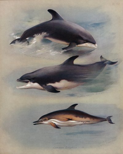 Delfino dal becco bianco, delfino dal naso a bottiglia, delfino comune da Archibald Thorburn